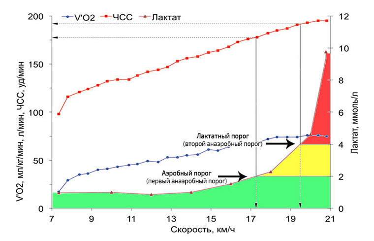 Аэробный и анаэробный пороги - определение и тренировка